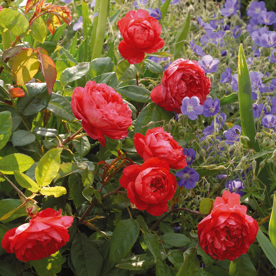 Benjamin Britten® (Ausencart) David Austin® Shrub Rose Brush Live Plant, 5 gallon