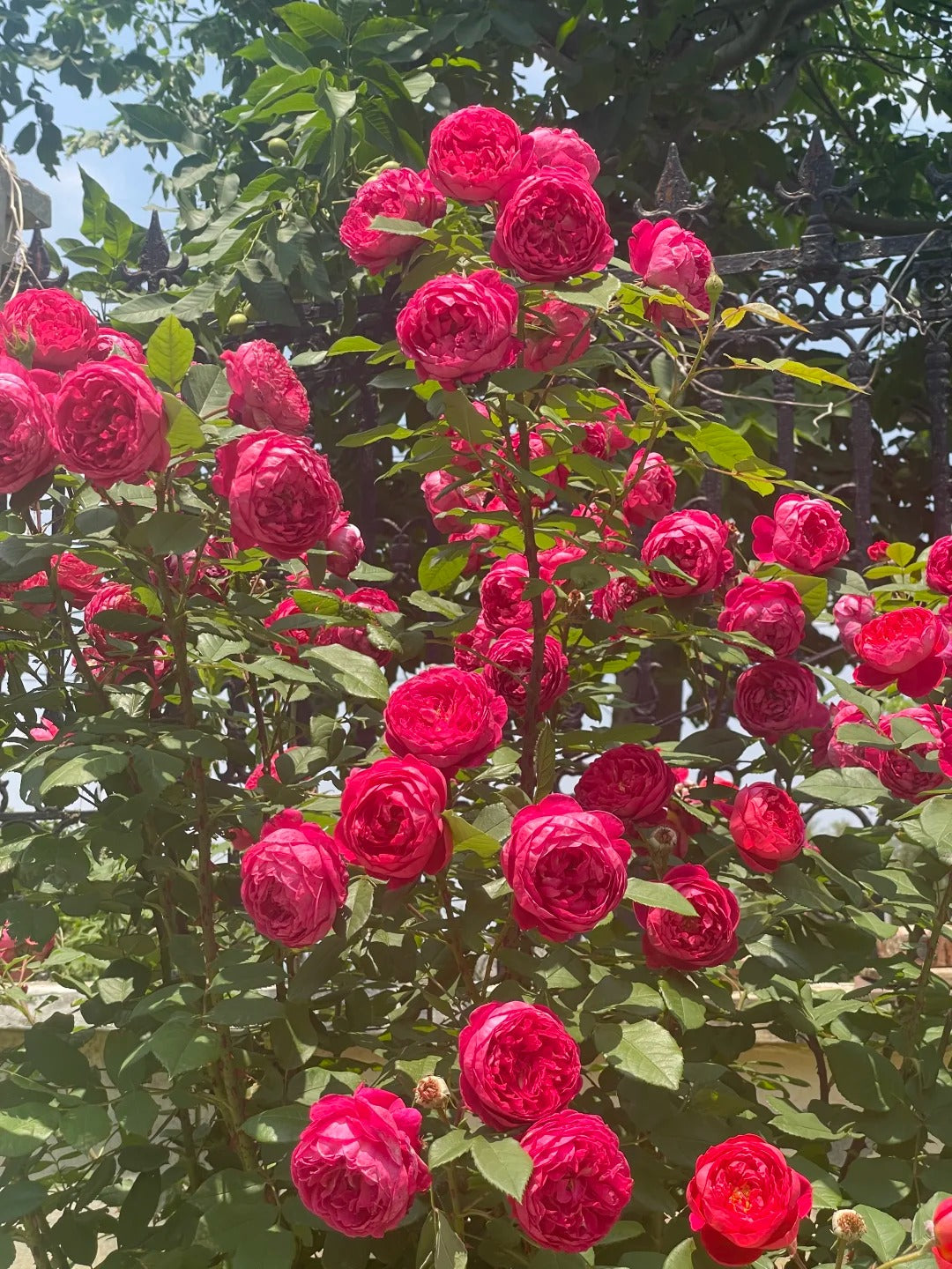 Benjamin Britten® (Ausencart) David Austin® Shrub Rose Brush Live Plant, 5 gallon