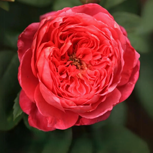 Benjamin Britten® (Ausencart) David Austin® Shrub Rose Brush Live Plant, 5 gallon