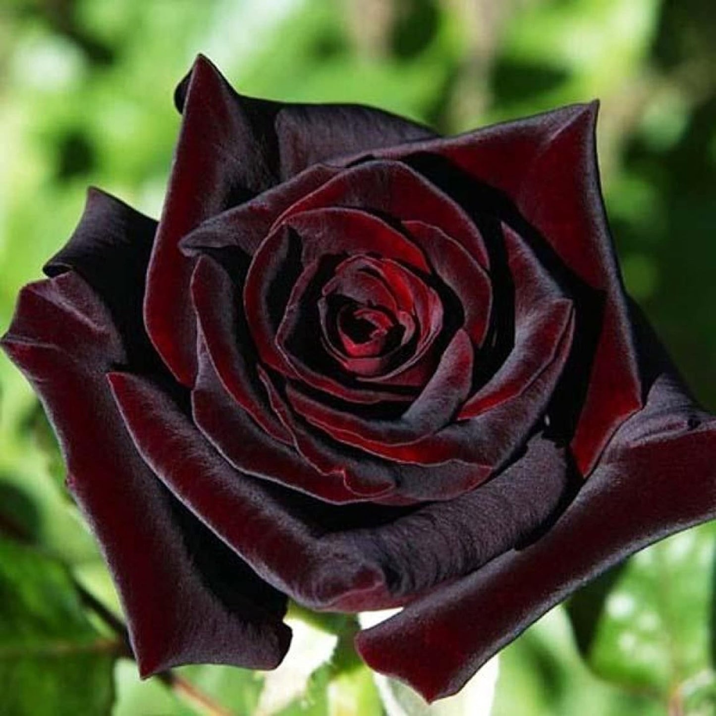 Black Baccara® Shrub Rose Brush Live Plant, 5 gallon