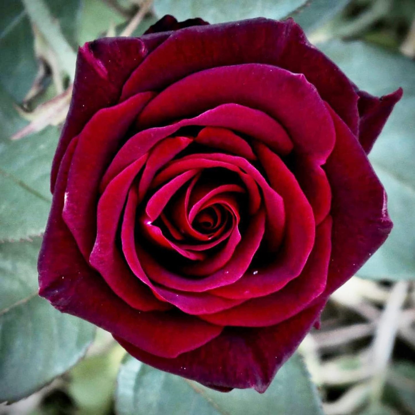 Black Baccara® Shrub Rose Brush Live Plant, 5 gallon