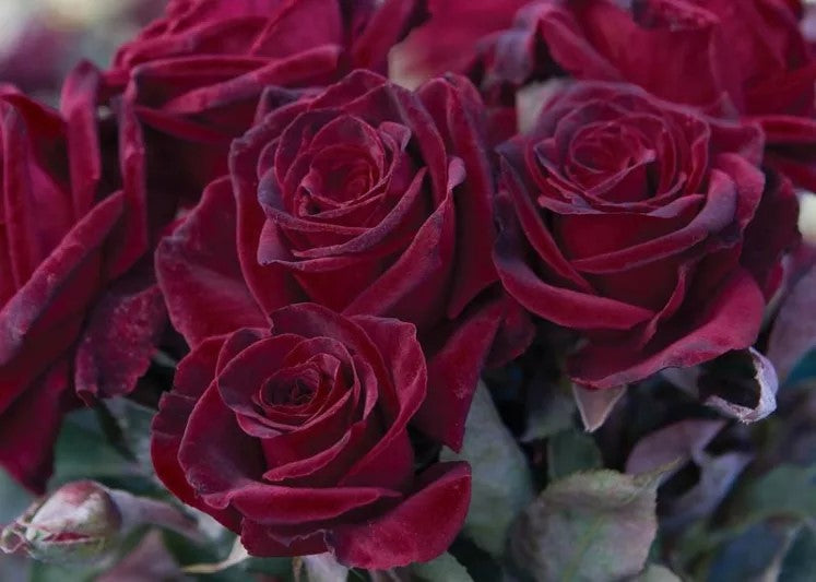 Black Baccara® Shrub Rose Brush Live Plant, 5 gallon