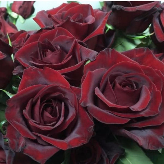Black Magic Shrub Rose Brush Live Plant, 5 gallon