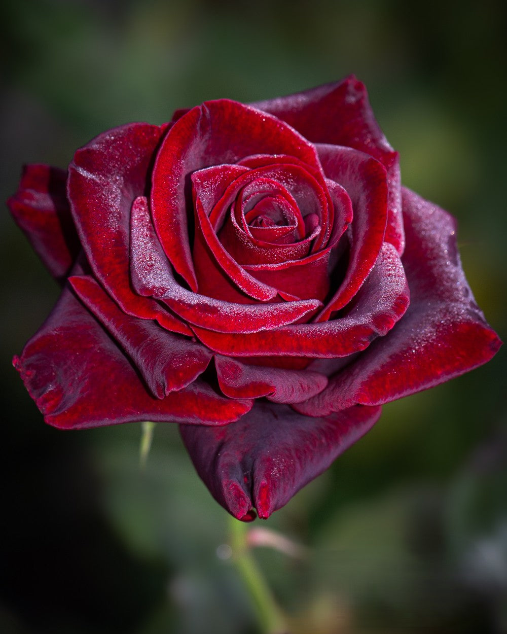 Black Magic Shrub Rose Brush Live Plant, 5 gallon