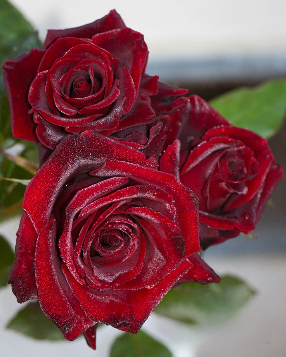 Black Magic Shrub Rose Brush Live Plant, 5 gallon