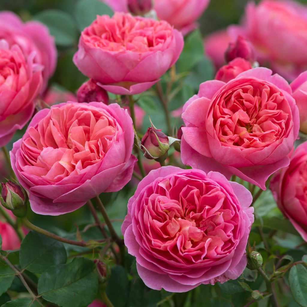Boscobel®  (AUScousin) David Austin® Shrub Rose Brush Live Plant, 5 gallon
