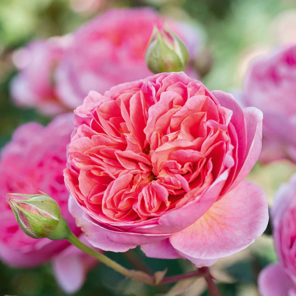 Boscobel®  (AUScousin) David Austin® Shrub Rose Brush Live Plant, 5 gallon