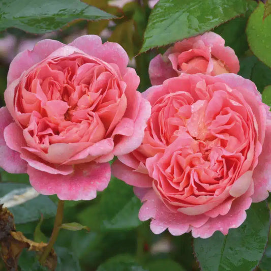 Boscobel®  (AUScousin) David Austin® Shrub Rose Brush Live Plant, 5 gallon