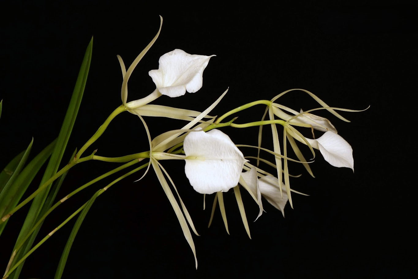 Brassavola nodosa 'Panama Soiree' --Orchid