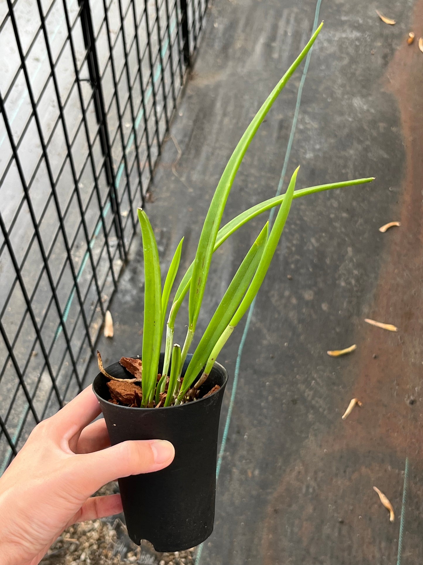 Brassavola nodosa 'Panama Soiree' --Orchid