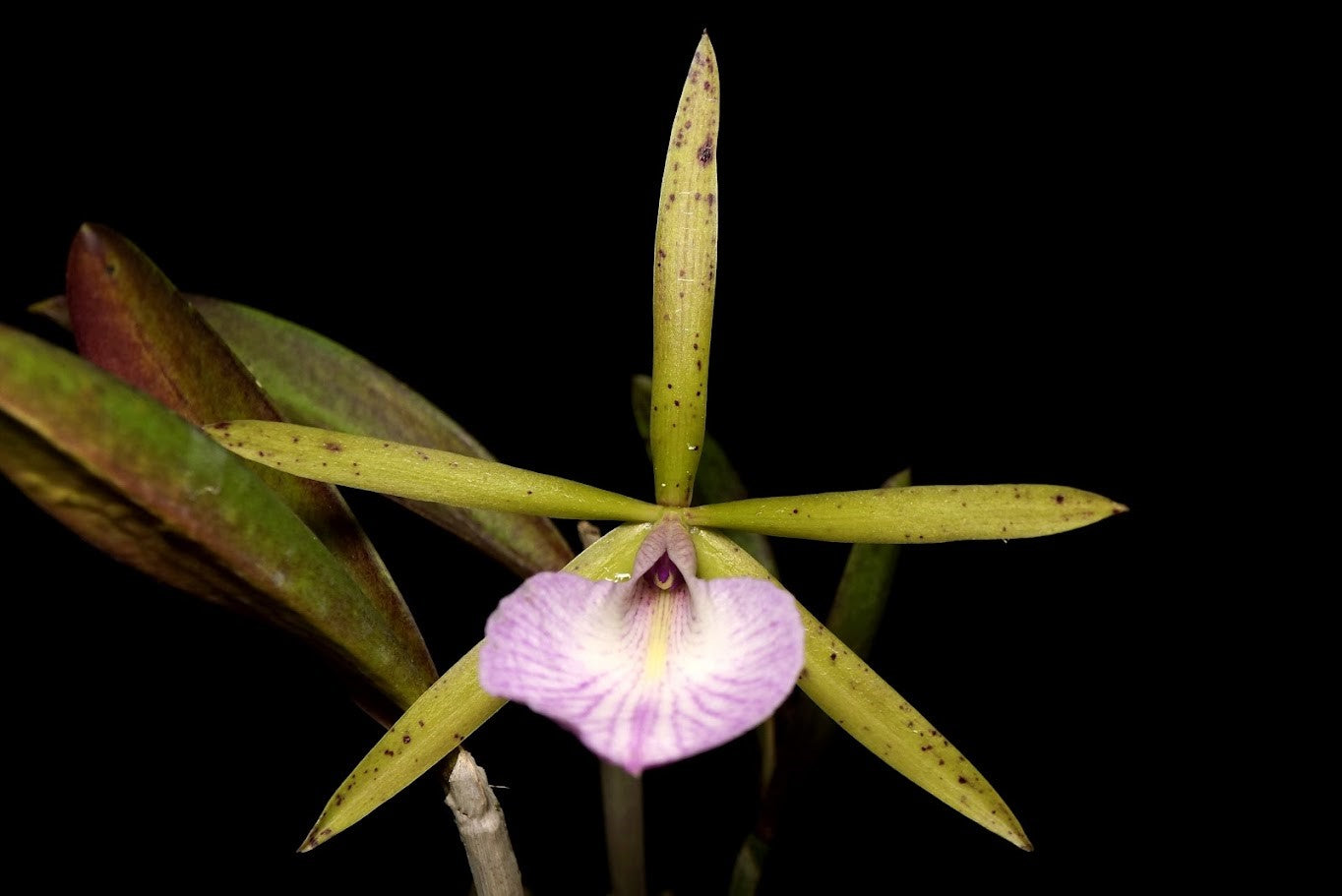 Brassocattleya Hippodamia (B. nodosa x C. aclandiae) --Fragrant Orchid