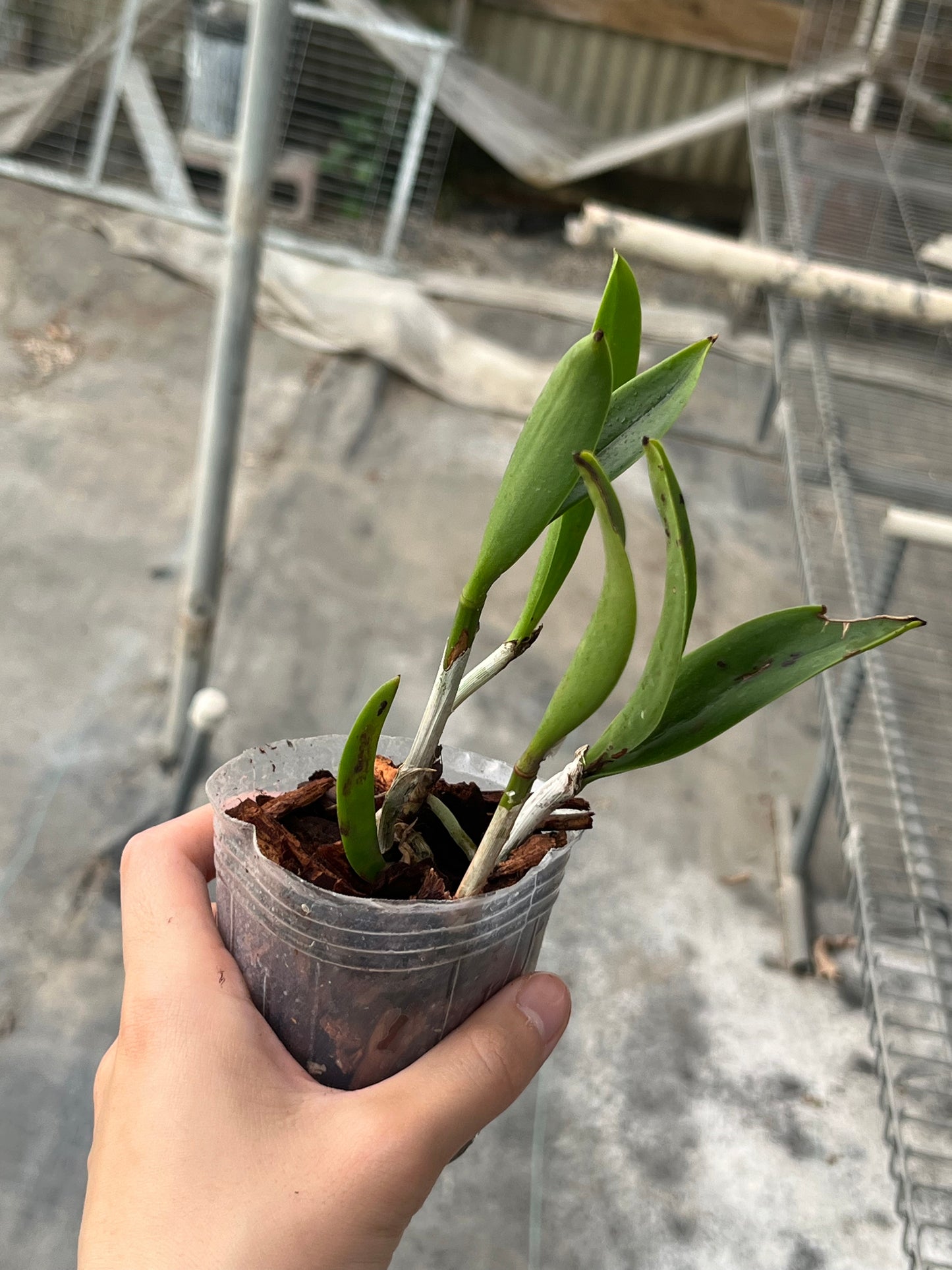 Brassocattleya Hippodamia (B. nodosa x C. aclandiae) --Fragrant Orchid