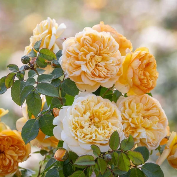 Bring Me Sunshine® (AUSernie) David Austin® Shrub Rose Brush Live Plant, 3-5 gallon