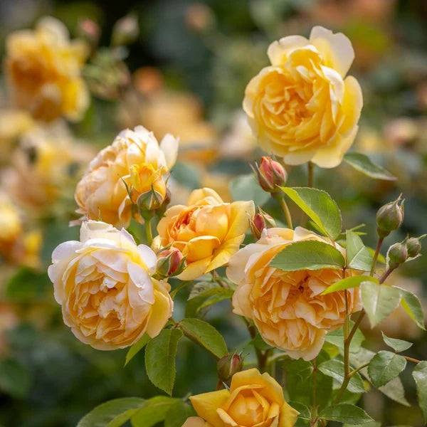 Bring Me Sunshine® (AUSernie) David Austin® Shrub Rose Brush Live Plant, 3-5 gallon