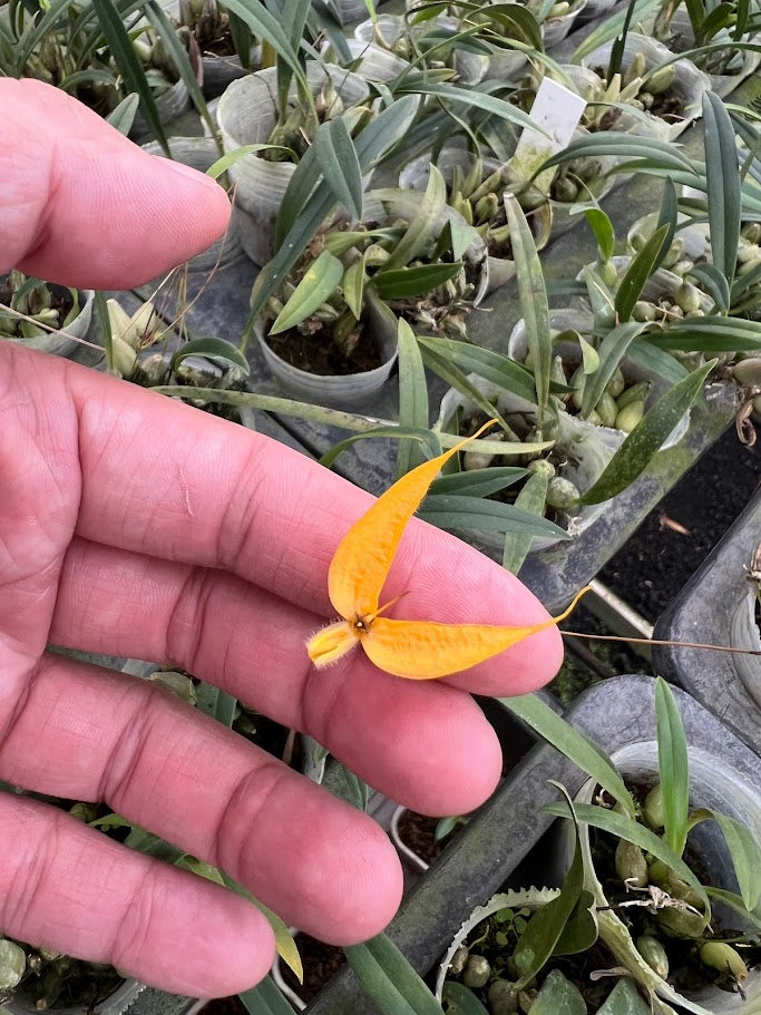 Bulbophyllum championii --Fragrant, Miniature Orchid