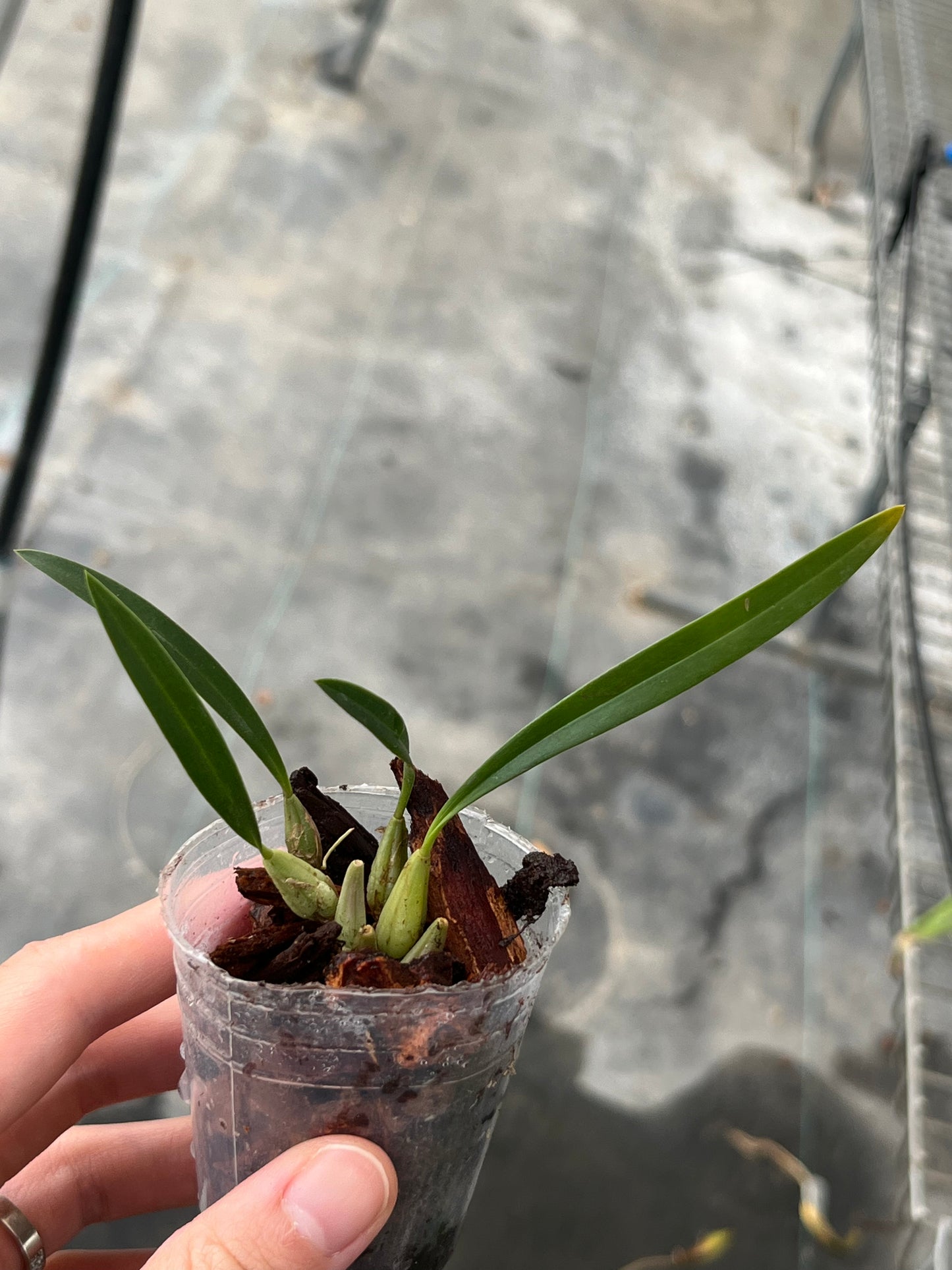 Bulbophyllum championii --Fragrant, Miniature Orchid