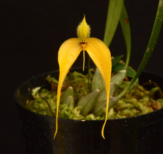 Bulbophyllum championii --Fragrant, Miniature Orchid