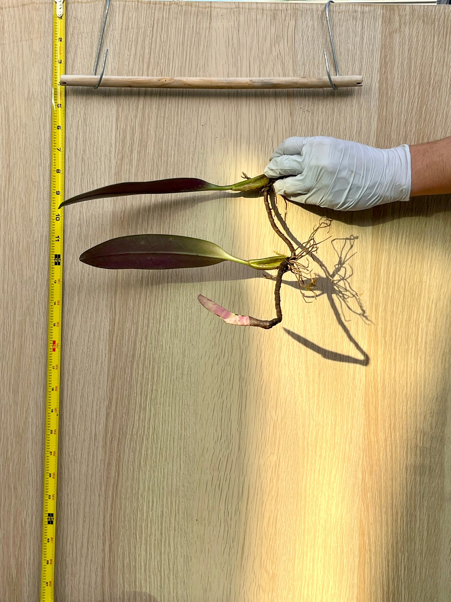 Bulbophyllum longibrachiatu