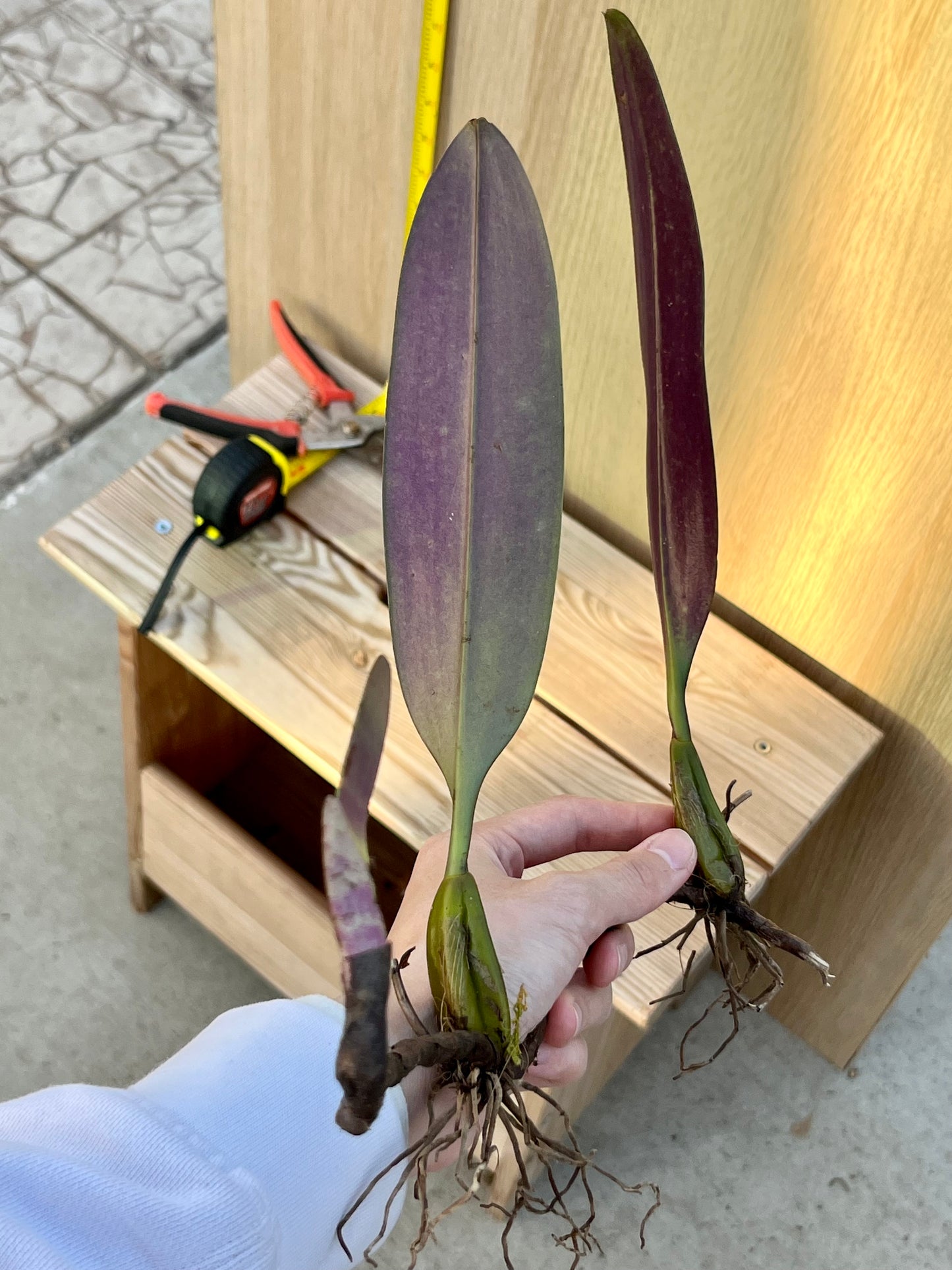 Bulbophyllum longibrachiatu