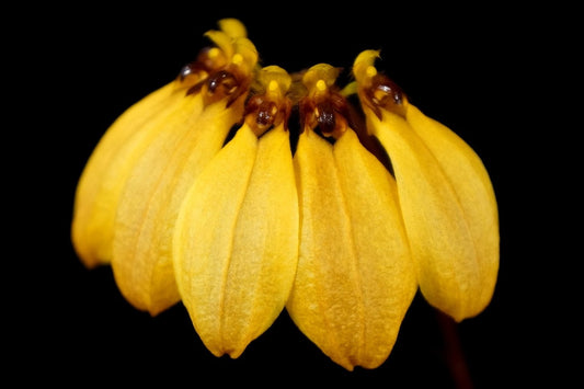 Bulbophyllum mastersianum --Miniature Orchid