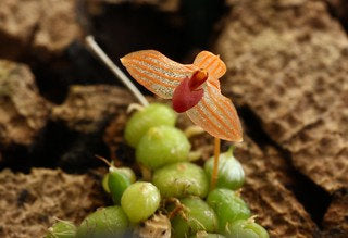 Bulbophyllum moniliforme --Miniature Orchid