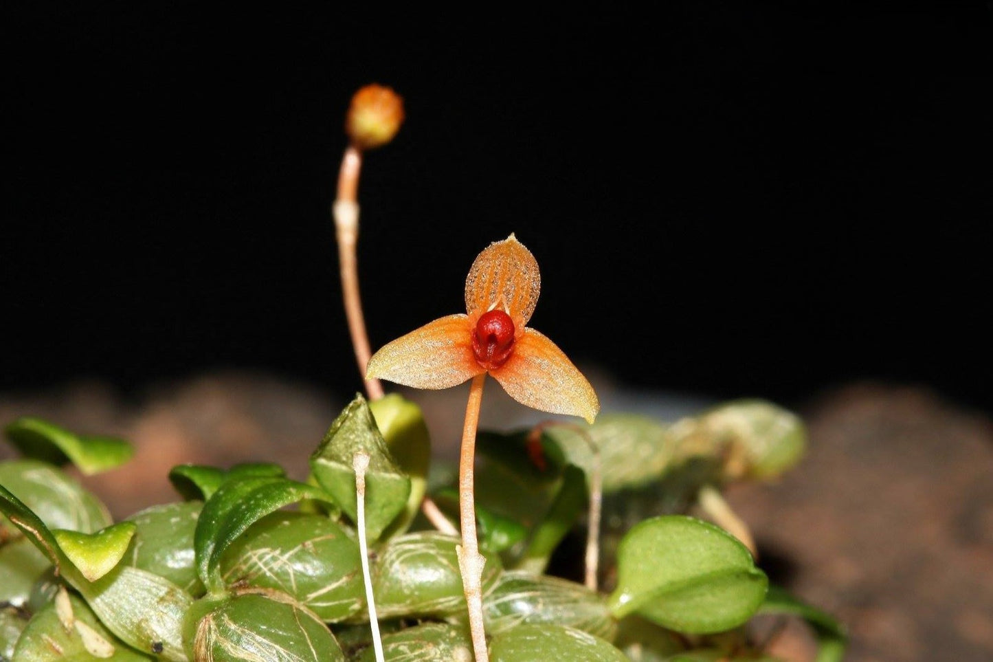 Bulbophyllum moniliforme --Miniature Orchid