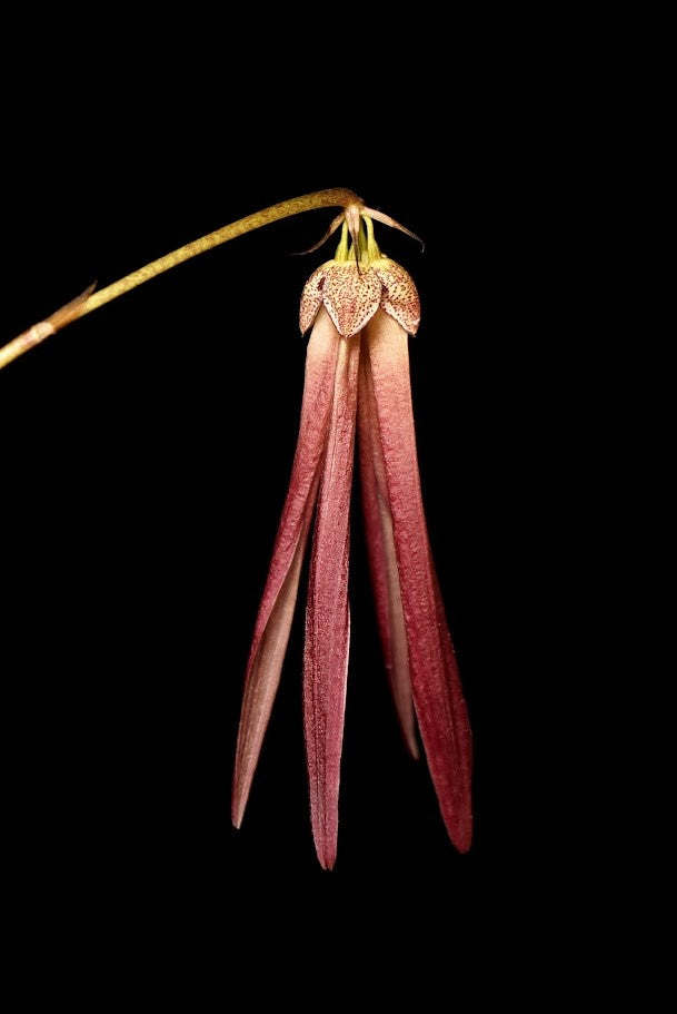 Bulbophyllum plumatum --Fragrant, Miniature Orchid