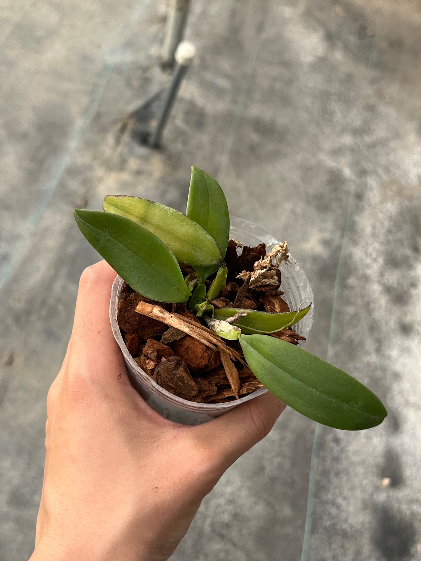 Bulbophyllum plumatum --Fragrant, Miniature Orchid