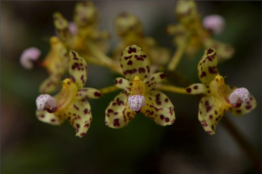 Bulbophyllum violaceolabellum --Orchid