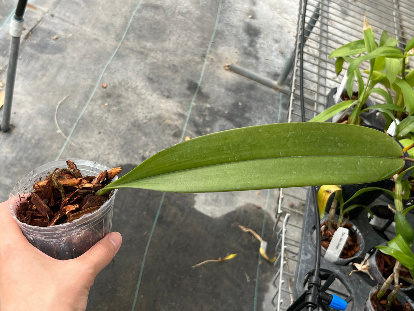 Bulbophyllum violaceolabellum --Orchid