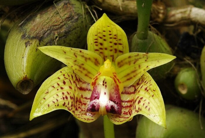 Bulbophyllum coweniorum --Orchid