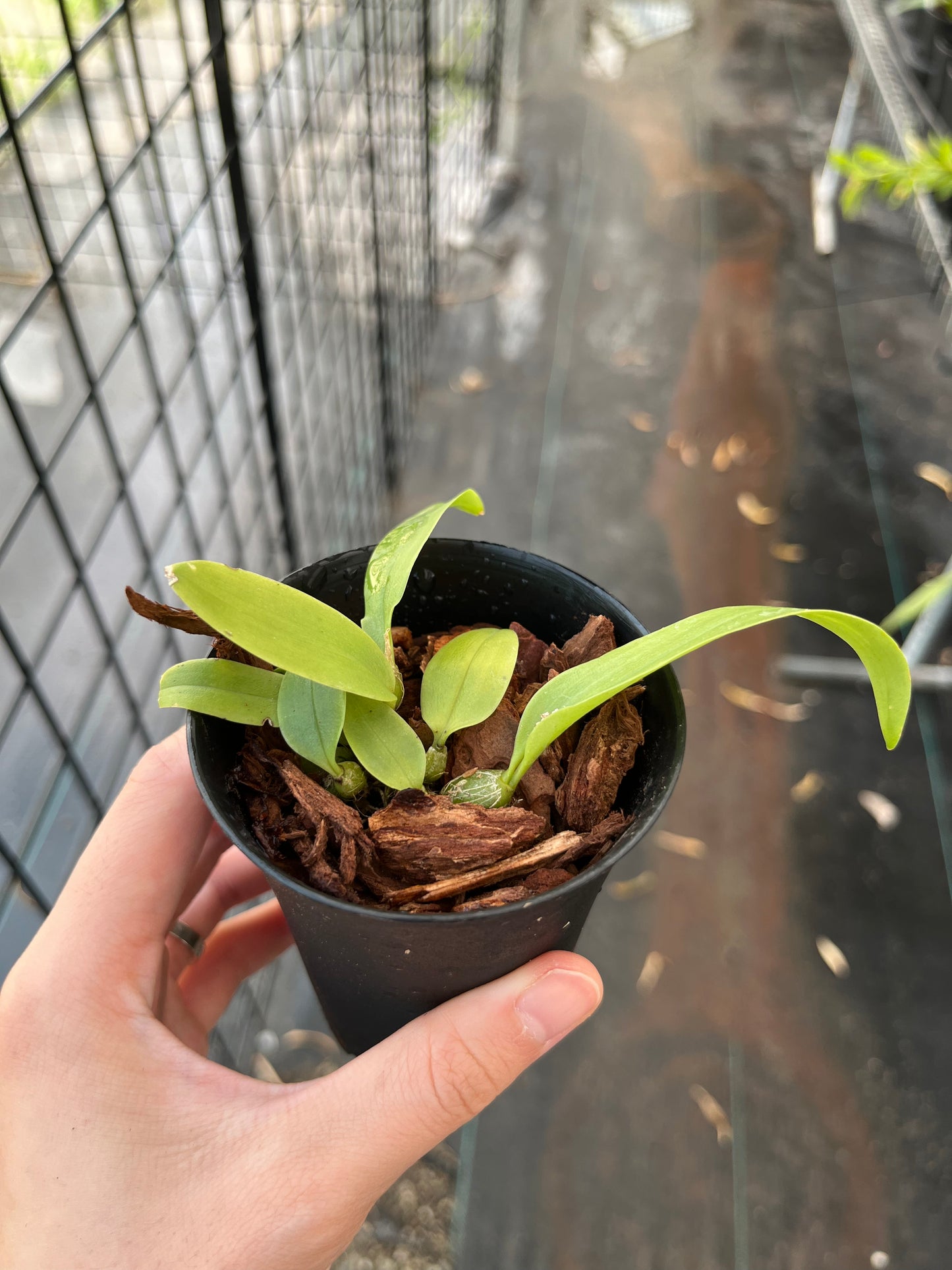 Bulbophyllum coweniorum --Orchid