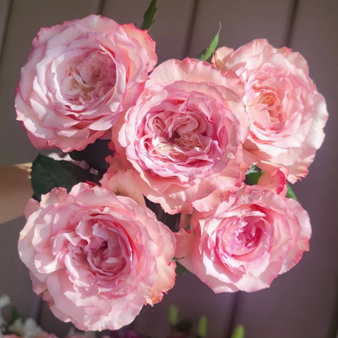 'Butterfly Valley' Shrub Rose