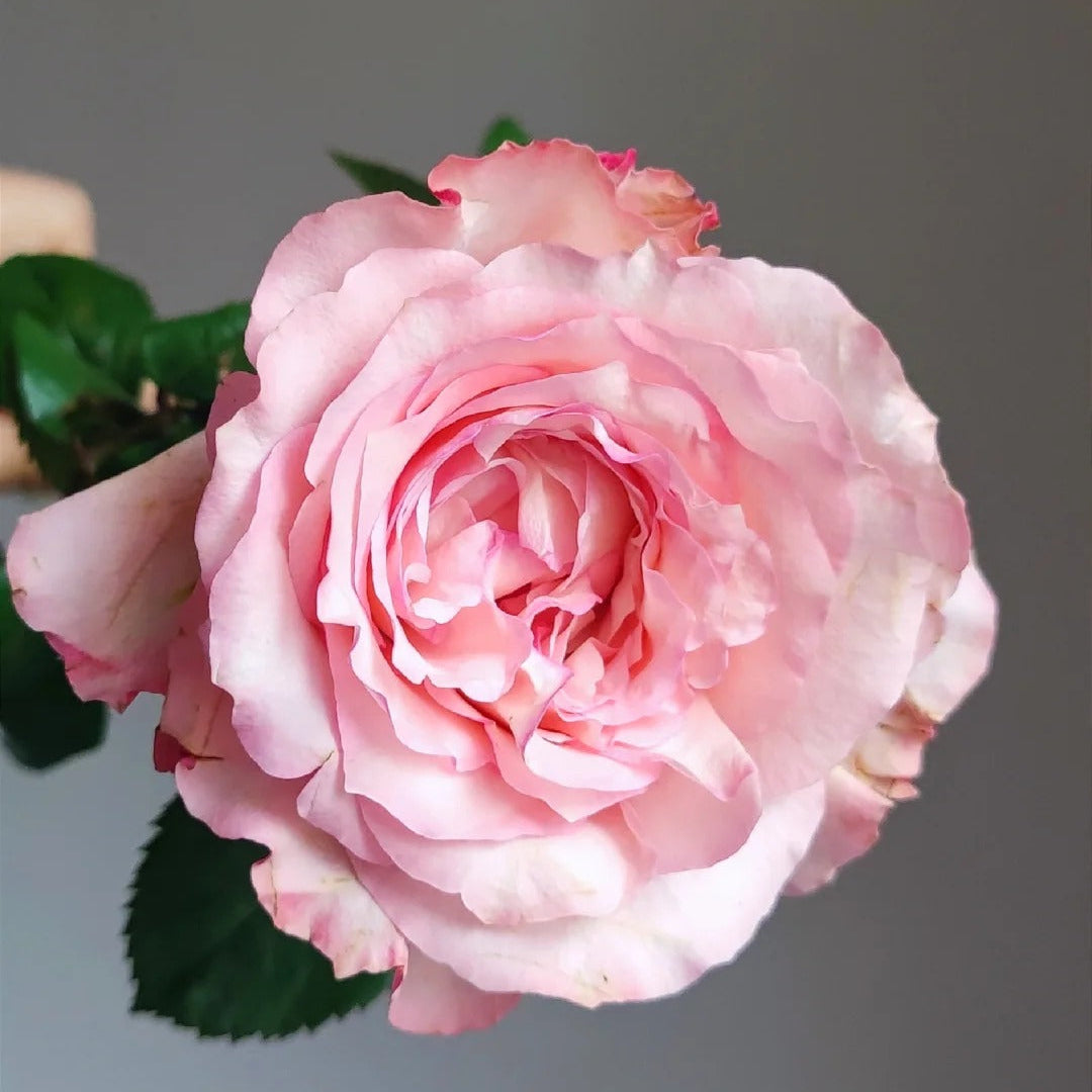 'Butterfly Valley' Shrub Rose