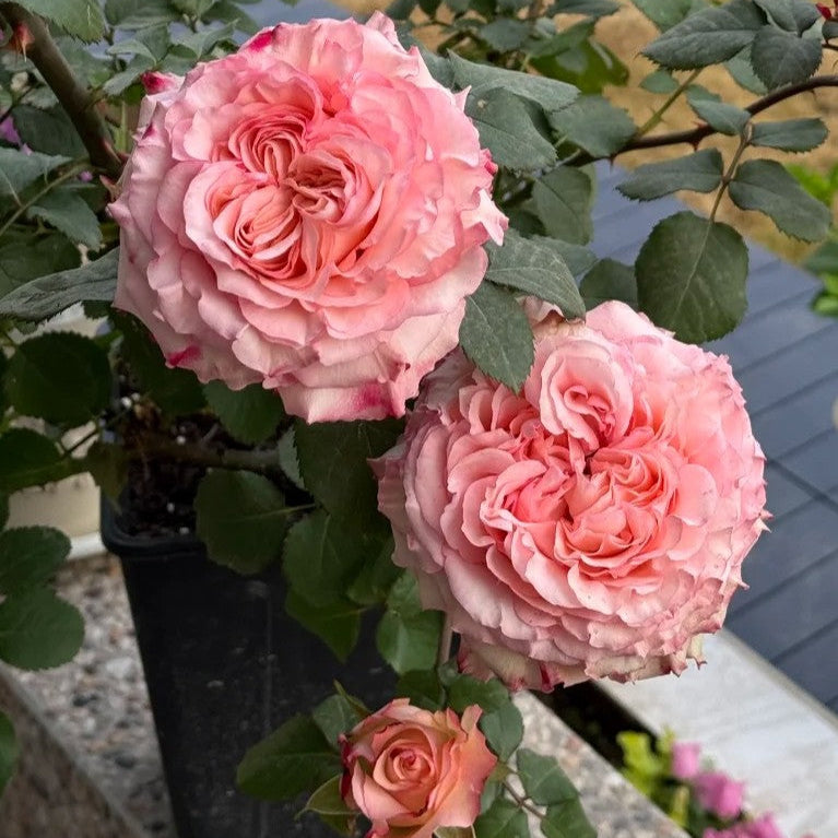 'Butterfly Valley' Shrub Rose