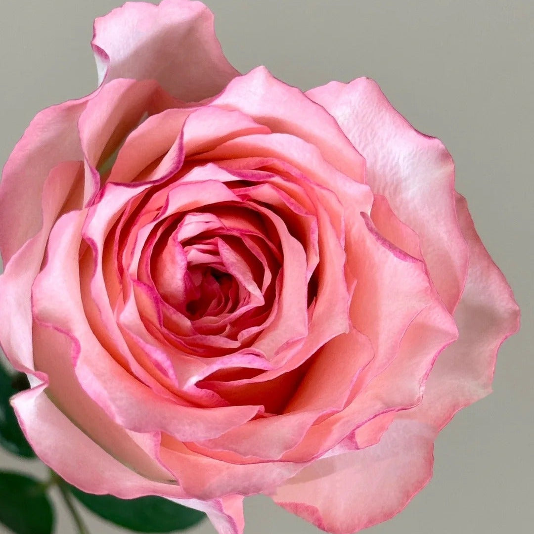 'Butterfly Valley' Shrub Rose