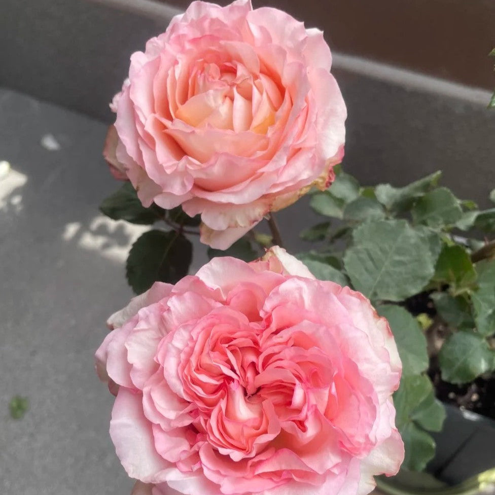 'Butterfly Valley' Shrub Rose