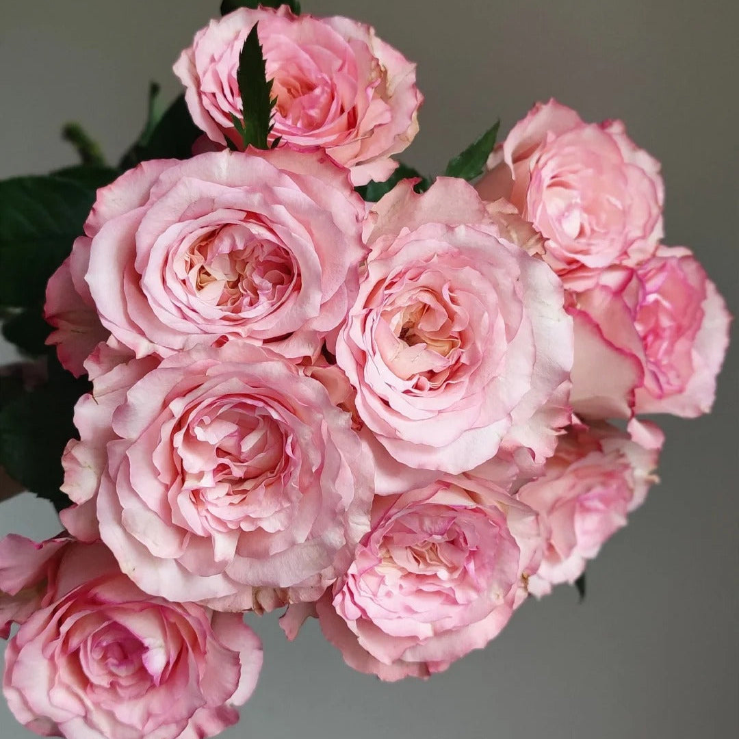 'Butterfly Valley' Shrub Rose