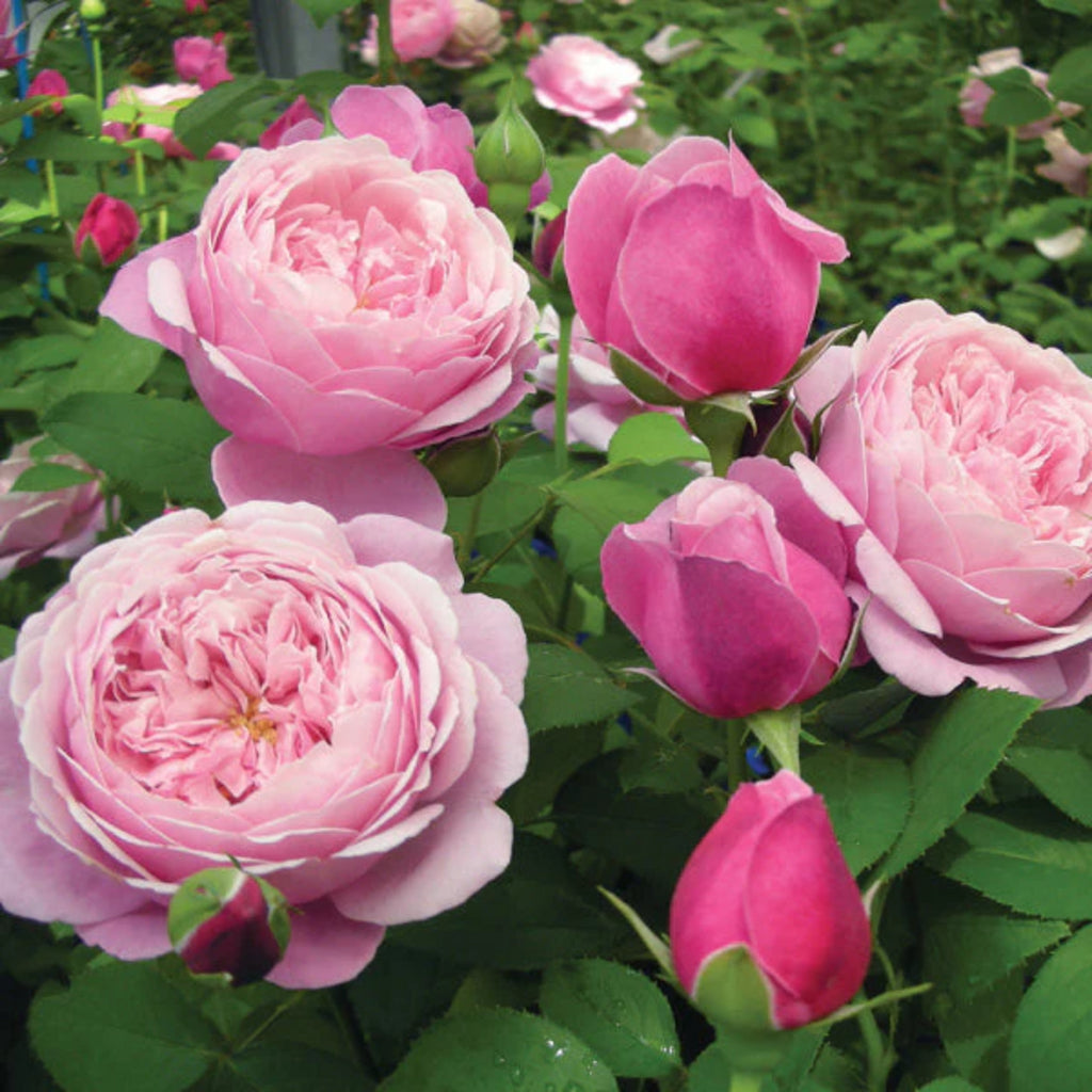Cathedral Bells™ Shrub Rose Brush Live Plant, 5 gallon