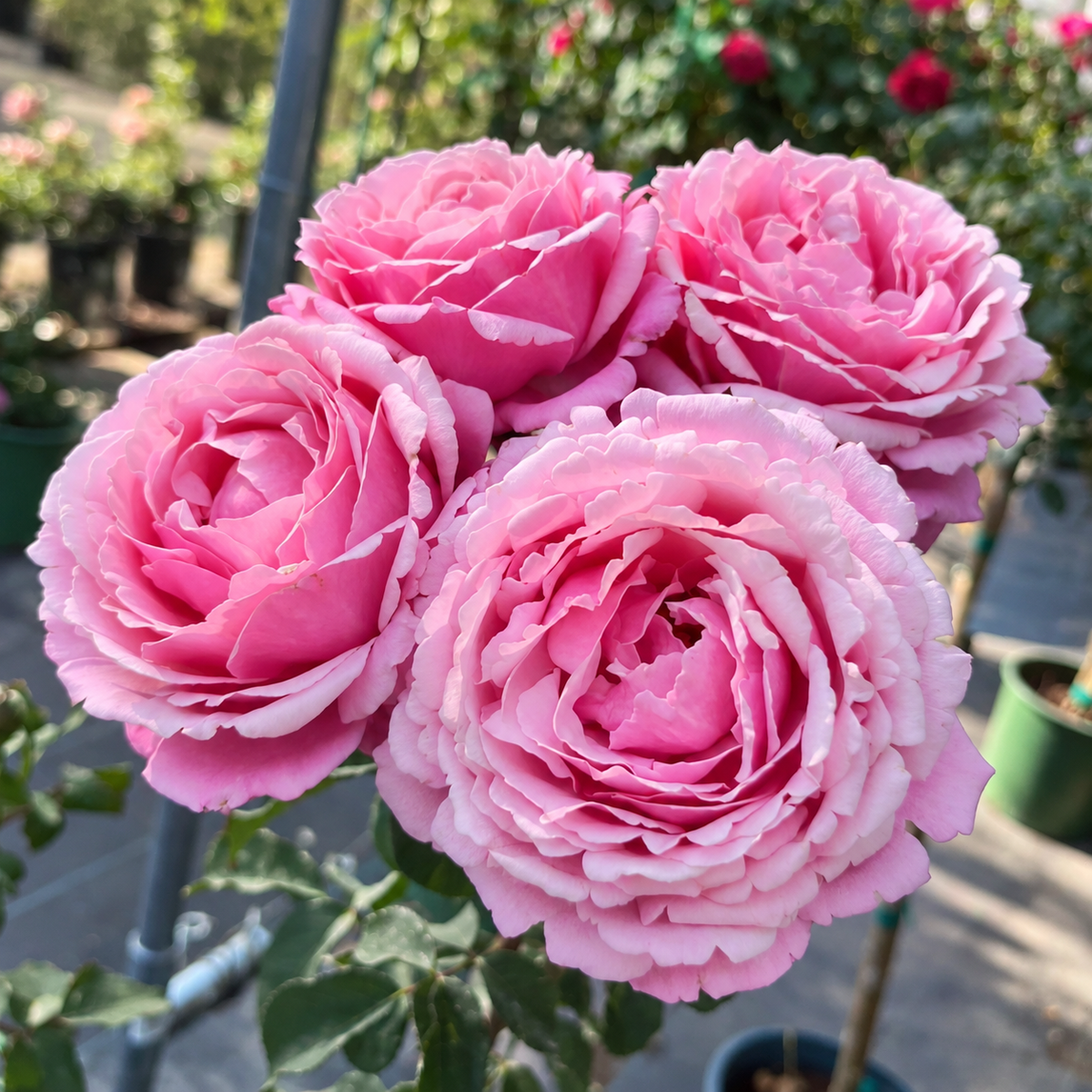 Cathedral Bells™ Shrub Rose Brush Live Plant, 5 gallon