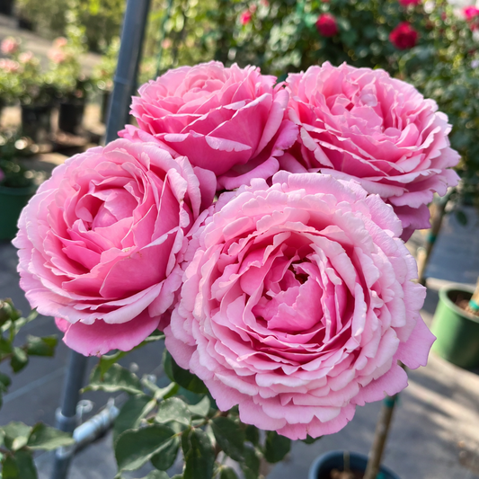 Cathedral Bells™ Shrub Rose Brush Live Plant, 5 gallon