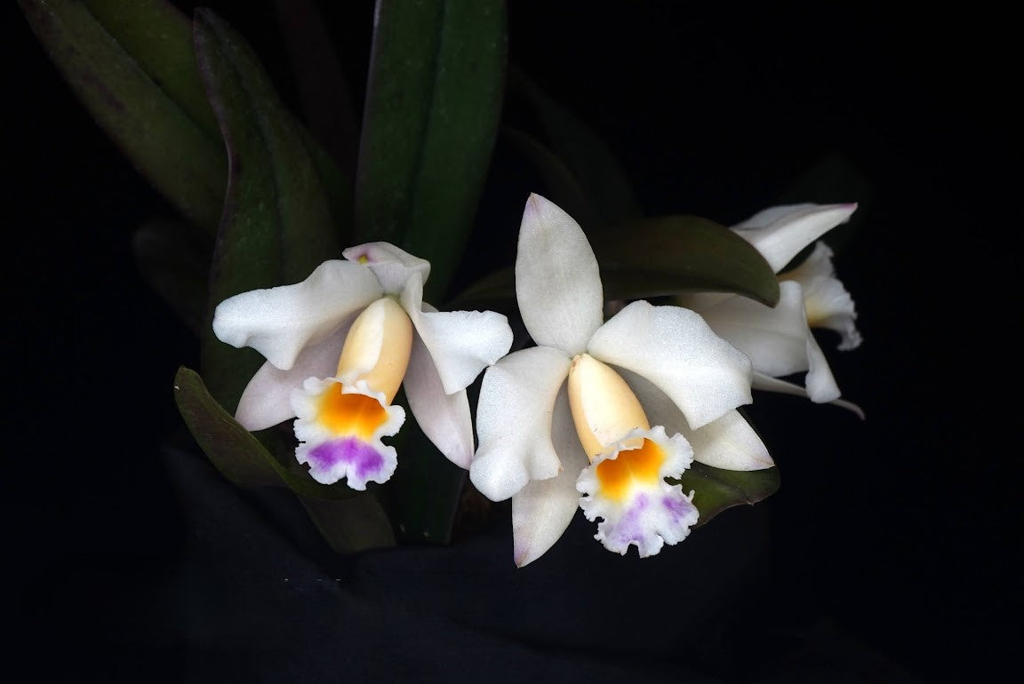 Cattleya Memoria Marina Camilo (C. luteola x C. alaorii) --Orchid