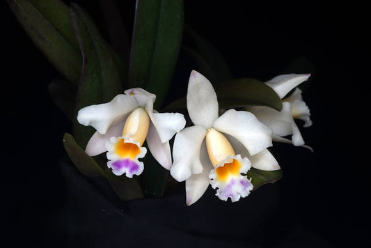 Cattleya Memoria Marina Camilo (C. luteola x C. alaorii) --Orchid