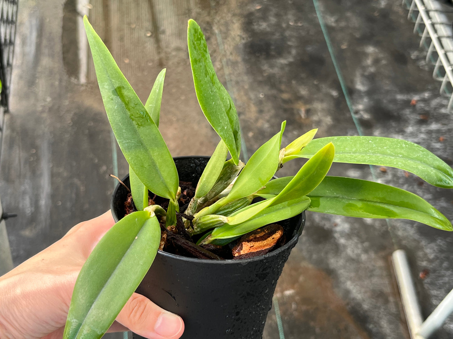 Cattleya Memoria Marina Camilo (C. luteola x C. alaorii) --Orchid