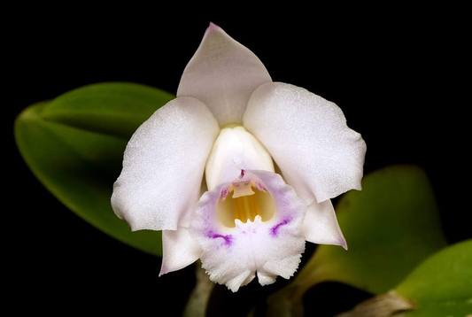 Cattleya alaorii