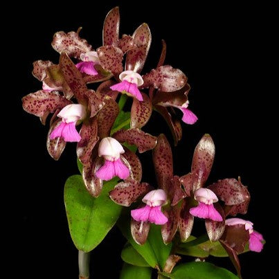 Cattleya leopoldii (syn. C. tigrina) --Fragrant Orchid