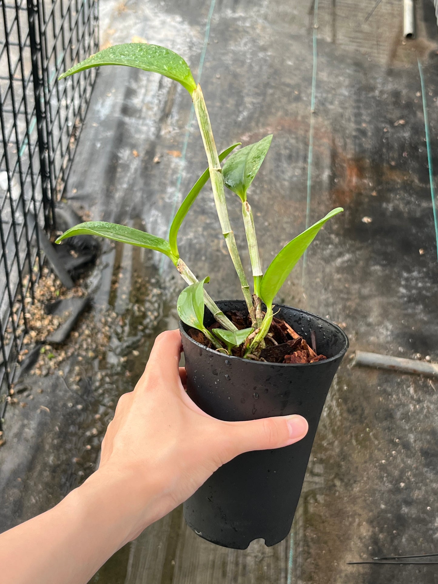 Cattleya leopoldii (syn. C. tigrina) --Fragrant Orchid