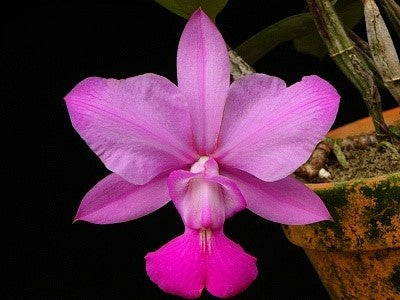 Cattleya walkeriana f. flamea x sib --Fragrant Orchid