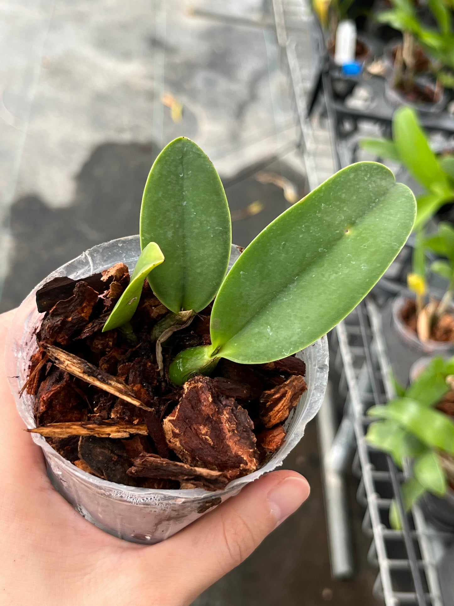 Cattleya walkeriana f. flamea x sib --Fragrant Orchid