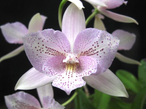 Caulocattleya Chantilly Lace (C. El Dorado Splash x Caularthron bicornutum) --Miniature, Fragrant Orchid